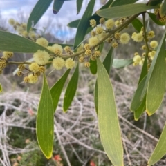 Acacia melanoxylon at Watson, ACT - 27 Aug 2021