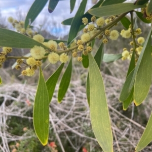 Acacia melanoxylon at Watson, ACT - 27 Aug 2021