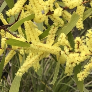 Acacia longifolia subsp. longifolia at Holt, ACT - 27 Aug 2021