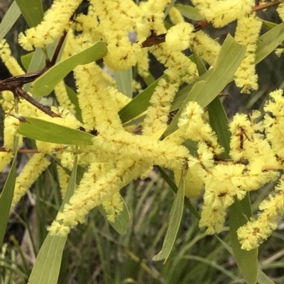 Acacia longifolia subsp. longifolia (Sydney Golden Wattle) at Holt, ACT - 27 Aug 2021 by MattFox