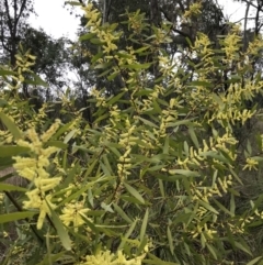 Acacia longifolia subsp. longifolia at Holt, ACT - 27 Aug 2021