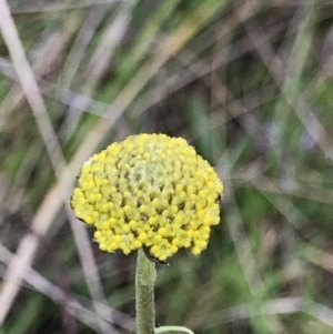 Craspedia variabilis at Aranda, ACT - suppressed