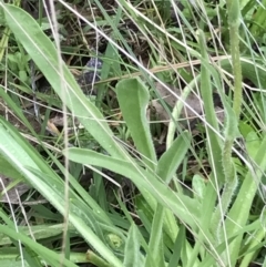 Craspedia variabilis at Aranda, ACT - suppressed