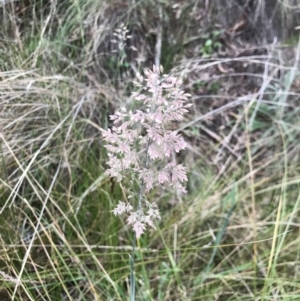 Holcus lanatus at Aranda, ACT - 27 Aug 2021