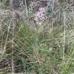 Holcus lanatus at Aranda, ACT - 27 Aug 2021 01:58 PM