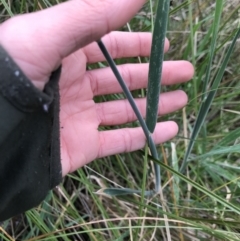 Holcus lanatus at Aranda, ACT - 27 Aug 2021