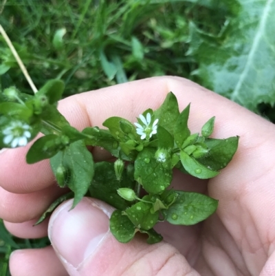 Stellaria media (Common Chickweed) at Aranda, ACT - 27 Aug 2021 by MattFox