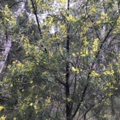 Acacia rubida at Holt, ACT - 27 Aug 2021