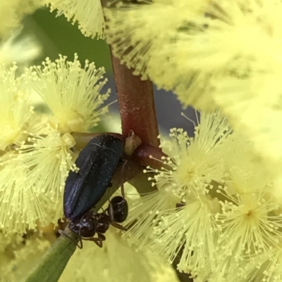 Melobasis sp. (genus) (Unidentified Melobasis jewel Beetle) at Holt, ACT - 27 Aug 2021 by MattFox