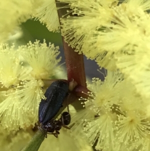 Melobasis sp. (genus) at Holt, ACT - 27 Aug 2021