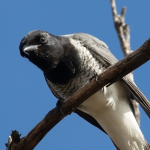 Coracina papuensis at Symonston, ACT - 28 Aug 2021