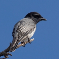 Coracina papuensis at Symonston, ACT - 28 Aug 2021