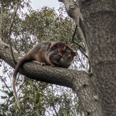 Pseudocheirus peregrinus (Common Ringtail Possum) at Wodonga, VIC - 27 Aug 2021 by ChrisAllen