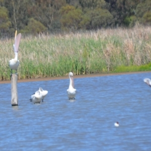 Pelecanus conspicillatus at Leeton, NSW - 2 Oct 2020