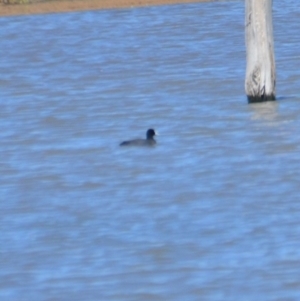 Fulica atra at Leeton, NSW - 2 Oct 2020