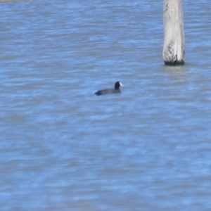 Fulica atra at Leeton, NSW - 2 Oct 2020