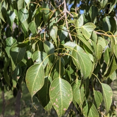 Brachychiton populneus (Kurrajong) at Table Top, NSW - 28 Aug 2021 by Darcy