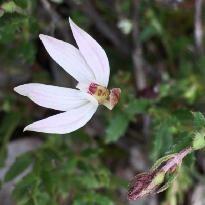 Caladenia fuscata (Dusky Fingers) at Point 5815 - 28 Aug 2021 by RWPurdie