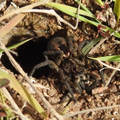 Tasmanicosa sp. (genus) (Unidentified Tasmanicosa wolf spider) at Kambah, ACT - 28 Aug 2021 by HelenCross