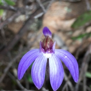 Cyanicula caerulea at Undefined Area - suppressed