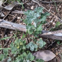 Marrubium vulgare (Horehound) at Table Top, NSW - 28 Aug 2021 by Darcy