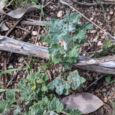 Marrubium vulgare (Horehound) at Table Top, NSW - 28 Aug 2021 by Darcy