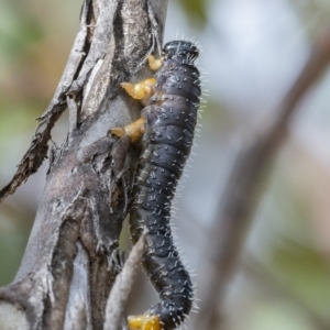 Perga sp. (genus) at Googong, NSW - 28 Aug 2021 11:35 AM