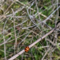 Coccinella transversalis (Transverse Ladybird) at Table Top, NSW - 28 Aug 2021 by Darcy