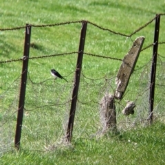 Rhipidura leucophrys (Willie Wagtail) at Ettamogah, NSW - 28 Aug 2021 by Darcy