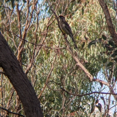 Anthochaera carunculata (Red Wattlebird) at Table Top, NSW - 28 Aug 2021 by Darcy