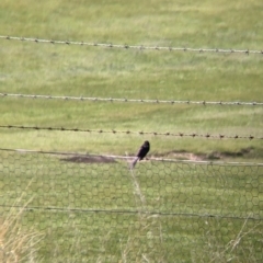 Rhipidura leucophrys (Willie Wagtail) at Table Top, NSW - 28 Aug 2021 by Darcy