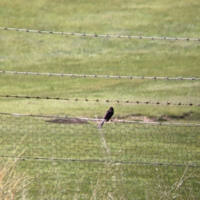 Rhipidura leucophrys (Willie Wagtail) at Table Top, NSW - 28 Aug 2021 by Darcy