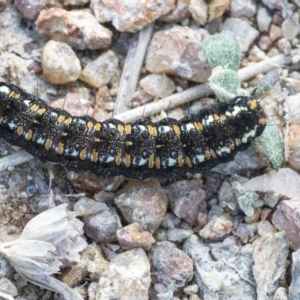 Apina callisto at Googong, NSW - 20 Aug 2021