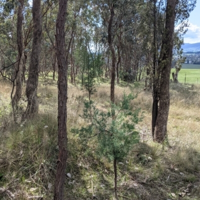 Callitris glaucophylla (White Cypress Pine) at Table Top, NSW - 28 Aug 2021 by Darcy