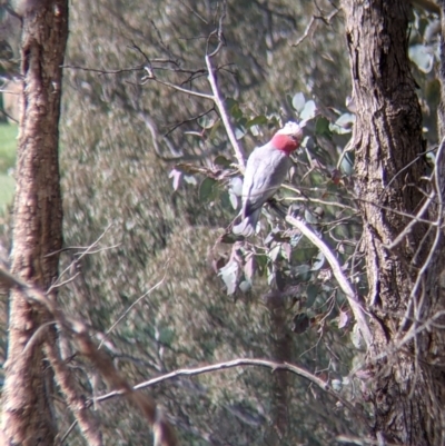 Eolophus roseicapilla (Galah) at Table Top, NSW - 28 Aug 2021 by Darcy