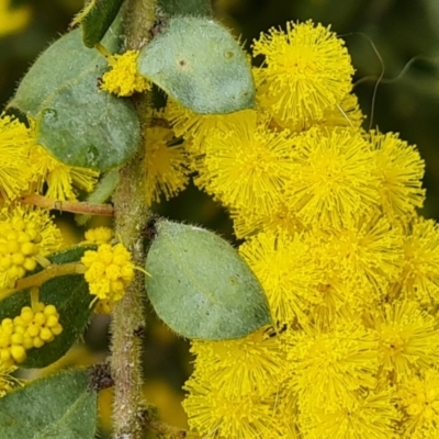 Acacia vestita (Hairy Wattle) at Isaacs, ACT - 28 Aug 2021 by Mike