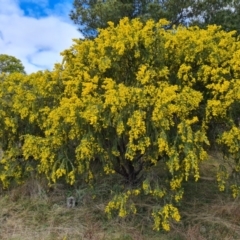 Acacia vestita at Isaacs, ACT - 28 Aug 2021