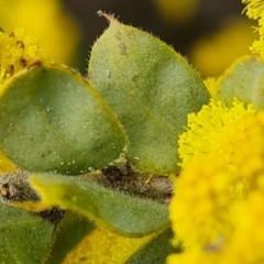 Acacia vestita at Isaacs, ACT - 28 Aug 2021 02:26 PM