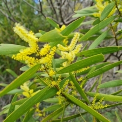 Acacia longifolia subsp. longifolia (Sydney Golden Wattle) at Isaacs, ACT - 28 Aug 2021 by Mike