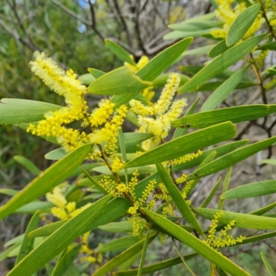 Acacia longifolia subsp. longifolia (Sydney Golden Wattle) at Isaacs, ACT - 28 Aug 2021 by Mike