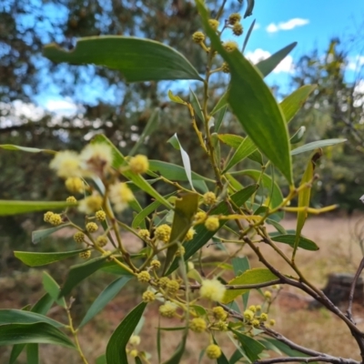 Acacia melanoxylon (Blackwood) at Isaacs, ACT - 28 Aug 2021 by Mike