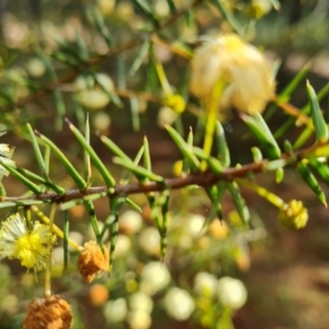 Acacia ulicifolia at Isaacs, ACT - 28 Aug 2021 02:34 PM