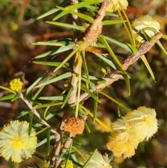 Acacia ulicifolia at Isaacs, ACT - 28 Aug 2021 02:34 PM