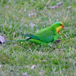 Polytelis swainsonii at Garran, ACT - suppressed