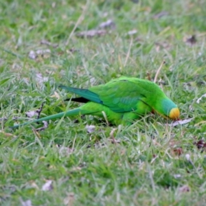 Polytelis swainsonii at Garran, ACT - suppressed