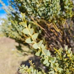 Acacia cultriformis at Jerrabomberra, ACT - 28 Aug 2021