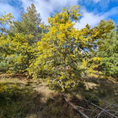 Acacia baileyana (Cootamundra Wattle, Golden Mimosa) at Isaacs, ACT - 28 Aug 2021 by Mike