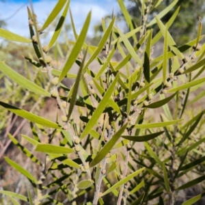 Acacia lanigera var. lanigera at Isaacs, ACT - 28 Aug 2021 02:44 PM