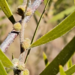 Acacia lanigera var. lanigera at Isaacs, ACT - 28 Aug 2021 02:44 PM