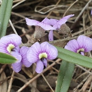 Hovea heterophylla at Downer, ACT - 28 Aug 2021